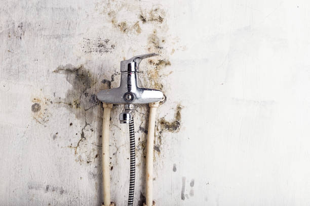Best Office Mold Removal Services  in Welch, WV