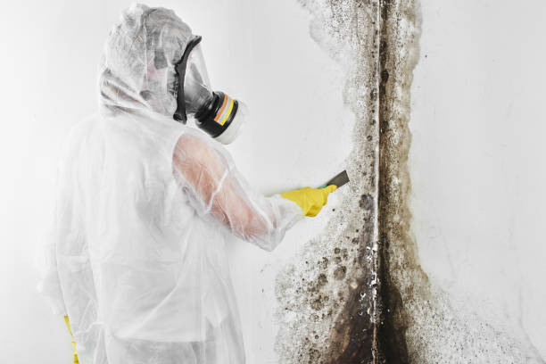 Best Emergency Mold Removal  in Welch, WV