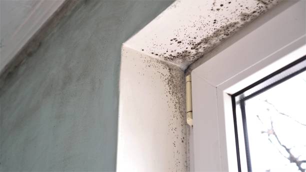 Mold Removal and Inspection in Welch, WV