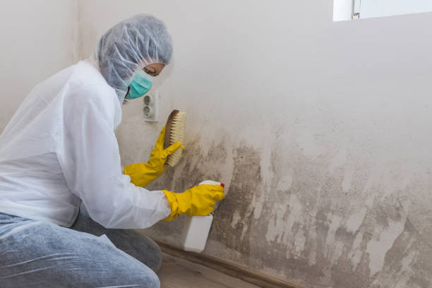 Best Fast Mold Removal  in Welch, WV
