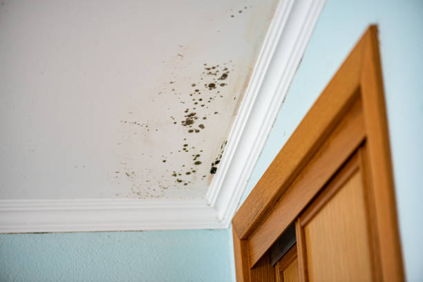 Best Local Mold Removal Service  in Welch, WV