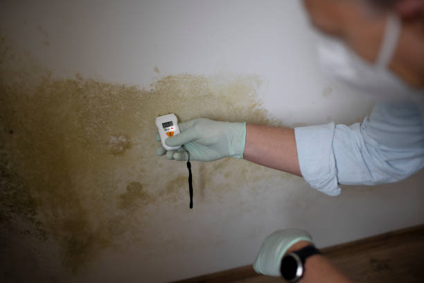 Best Mold Damage Repair  in Welch, WV