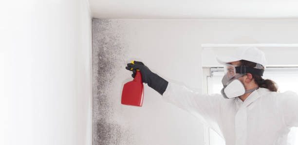Best Certified Mold Removal  in Welch, WV