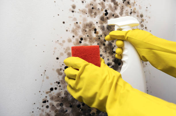 Best Attic Mold Removal  in Welch, WV
