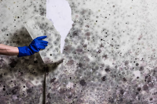 Best Toxic Mold Removal  in Welch, WV
