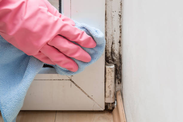 Best Residential Mold Removal  in Welch, WV