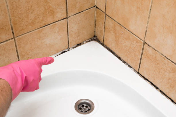Best Home Mold Removal  in Welch, WV